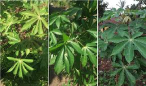 Image result for Manihot glaziovii