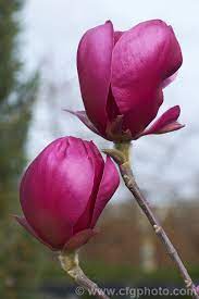Magnolia Red As A Relatively Compact But Heavy Flowering Hybrid Raised By Ian Baldick Of Ramarama South Auckland New Z Magnolia Summer Flowers Pink Garden