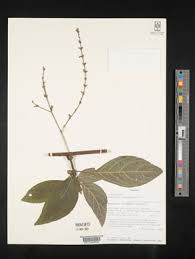 Image result for Justicia lithospermoides