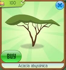 Image result for Acacia abyssinica