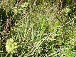 Image result for Agrocharis