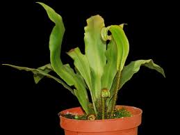 Image result for Elaphoglossum