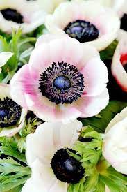 Pin By Maria Brunetto On Anemone Garden Anemone Flower Flowers Nature Anemone