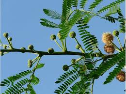 Image result for Acacia farnesiana