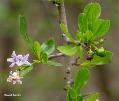 Image result for Ehretia rigida