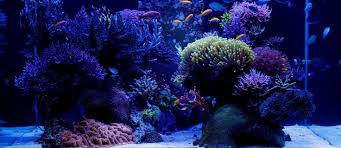 Best Tanks From Around The World Page 24 Nano Reef Tank Reef Tank Reef Aquarium