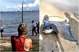 Eagle rays are believed to live for as long as 25 years. Medxnlk6kr4odm