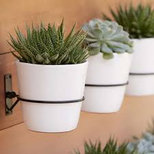 Hang different succulents in an old birdcage. Wall Planter Hook Reviews Crate And Barrel