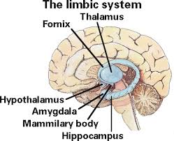 The Limbic System Includes Thalamus Formix Hypothalamus Amygdala And Hippocampus Limbic System Craniosacral Therapy Nursing Students