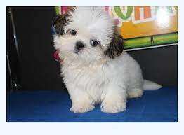 The current median price for all shih tzus sold is $1,549.50. Shih Tzu Puppies Near Me Dog Breed