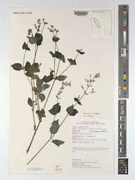 Image result for Isoglossa darbyshirei