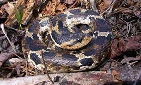 Eastern Hognose Snake Heterodon Platirhinos Hognose Snake Snake All About Snakes