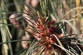 Image result for Casuarina littoralis