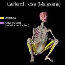 These images shows my zbrush écorché model in action. Muscle And Motion Garland Pose Malasana Facebook