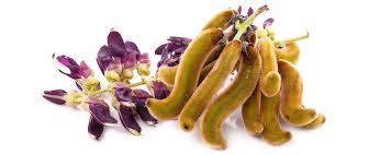 Image result for Mucuna poggei