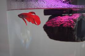 Review Zoo Med Floating Betta Log