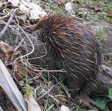 Echidna Crossing The Coastal Track In Noosa National Park Australian Native Animals Wildlife Nature National Parks