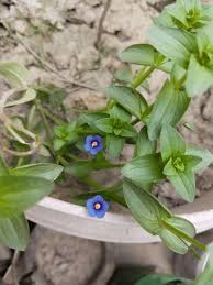 Image result for Anagallis barbata