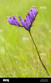 Image result for Burmannia