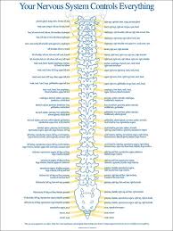 Chiropractic Spinal Nerve Chart Medical Knowledge Medical Medical Technology