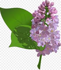 They are licensed under the free pexels license. Flowers Clipart Background