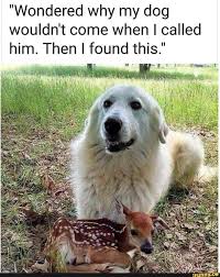 Wondered Why My Dog Wouldn T Come When I Called Him Then I Found This Ifunny Cute Animal Memes Funny Animals Funny Animal Memes