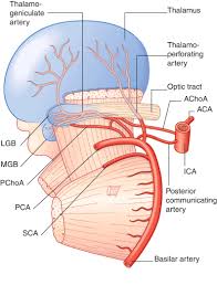 Image result for Posterior Circulation