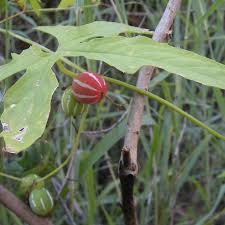 Image result for Diplocyclos