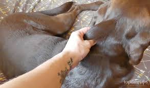 However, make sure your dog has access to plenty of water during this period so it doesn't get dehydrated. How To Make A Dog Drink Water When Your Dog Refuses Step By Step