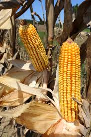 Image result for Zea mays