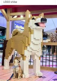 Pin By Cate Casper On Dogs And Doggy Stuff Aww Cute Pictures Cat S