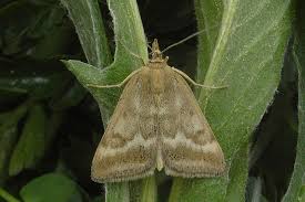 Image result for Pyrausta aerealis