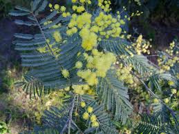 Image result for Acacia dealbata