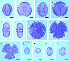 Image result for Enteropogon rupestris