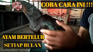 Karena menerapkan prinsip pembuatan rasum dari probiotik. Lakukan Cara Ini Agar Ayam Cepat Bertelur Youtube