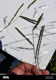 Image result for Paspalum plicatulum