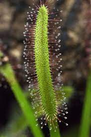 Drosera spatulata sundew cultivar live carnivorous garden plants eat bugs insect. Sundew Carnivorous Plant Carnivorous Plants Plants Carnivorous