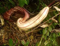 Image result for Eriosema tisserantii