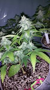 Gorilla glue strain, also known as gorilla glue and gg4, is a hybrid strain, a 70/30 combo of sativa and indica. Gorilla Glue 4 Issues Grasscity Forums The 1 Marijuana Community Online