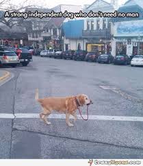 He Is Lazy So I Walk Myself Funny Animals Funny Pictures Cute Animals