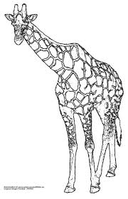 Mit der schönen malvorlage einer giraffe bringst du deinen kleinen die welt der savannentiere ganz einfach näher und gestaltest einen spaßigen nachmittag am maltisch. Www Gratis Ausmalbilder Eu Alle Ausmalbilder