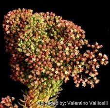 Image result for Sedum ruwenzoriense