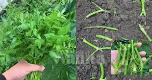 Daun selom has a high anti oxidant properties. Tanam Daun Selom Secara Melintang 2 3 Minggu Dah Boleh Tuai Hasil Mingguan Wanita
