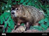 Woodchuck Groundhog Marota monax standing on log Missouri United ...