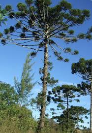 Image result for Arauk rie Araucaria