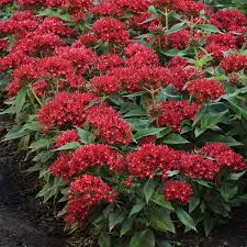 Image result for Pentas schumanniana
