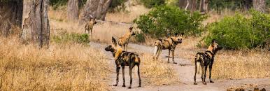 We did not find results for: Moremi National Park Moremi Game Reserve Africa Zim Travel Tours