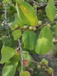 Image result for Bridelia mollis