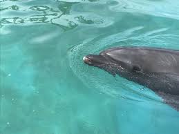 リヴァイ・アッカーマン (levi ackermann)は進撃の巨人に登場する架空の人物。 調査兵団の兵士長。人類最強の兵士として知られ、その実力は1人で1個旅団並の戦力とも噂される。 冷徹かつ無愛想。現実主義で口調も辛辣。 äº¬æ€¥æ²¹å£·ãƒžãƒªãƒ³ãƒ'ãƒ¼ã‚¯ã§æ„›çŠ¬ã¨ã‚¤ãƒ«ã‚«ãŒåˆå¯¾é¢ Woo Wan Com