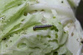 Use chemical sprays only as a last resort. Identifying Garden Pests How To Figure Out Who S Eating Your Plants